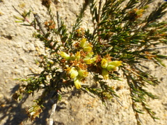 Phylica strigulosa