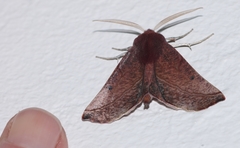 Drepanogynis villaria