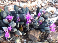 Cerochlamys pachyphylla