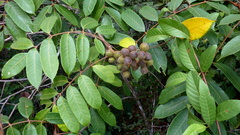 Thyrsodium spruceanum