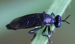 Dioctria atricapilla