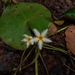 Nymphoides humboldtiana - Photo 由 Francisco Mendoza 所上傳的 (c) Francisco Mendoza，保留部份權利CC BY-NC