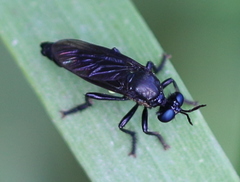 Dioctria atricapilla