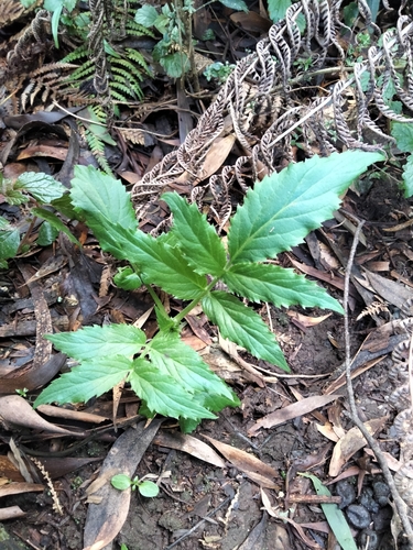 Image of Sambucus gaudichaudiana by (c) plantlookymagee, some rights reserved (CC BY)