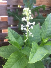 Phytolacca americana