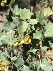 Berberis higginsiae