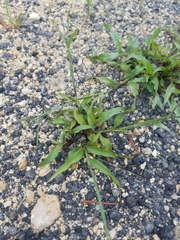 Poaceae