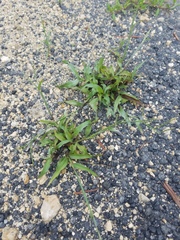 Poaceae