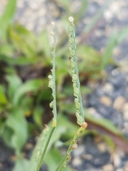 Poaceae