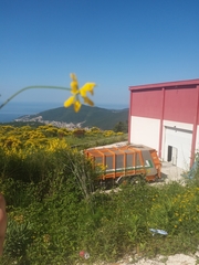 Securigera securidaca