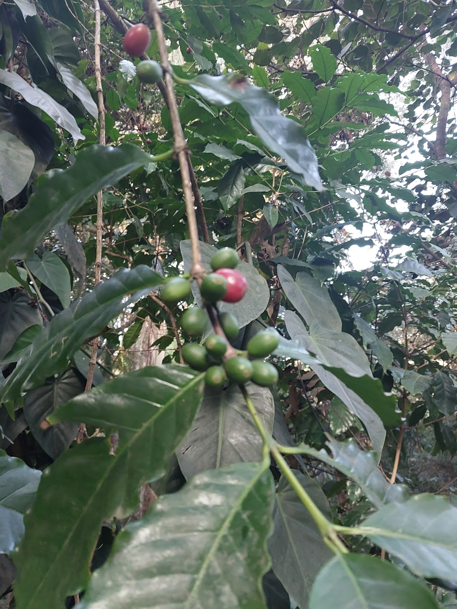 Coffea arabica