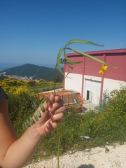 Securigera securidaca