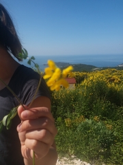 Securigera securidaca