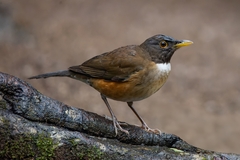 White-Necked Thrush photo 1