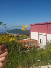 Securigera securidaca