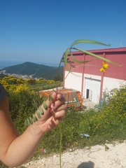 Securigera securidaca