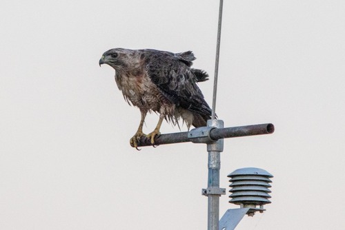 iNaturalist observation photo of Red-tailed Hawk