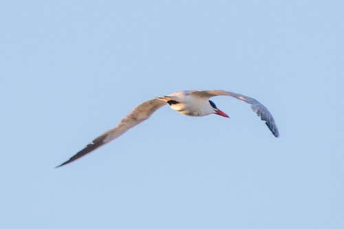 iNaturalist observation photo of Caspian Tern