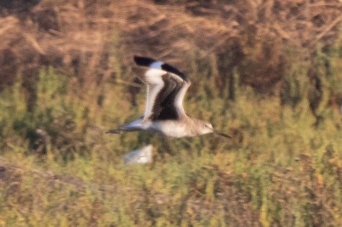 iNaturalist observation photo of Willet