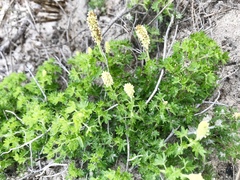 Acalypha radians