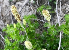 Acalypha radians