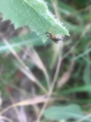 Diplazon laetatorius