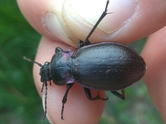 Carabus nemoralis