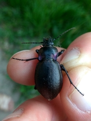 Carabus nemoralis