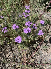 Glandularia latilobata