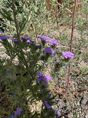 Glandularia latilobata