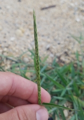 Poaceae
