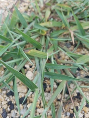 Poaceae