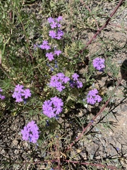 Glandularia latilobata