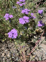 Glandularia latilobata