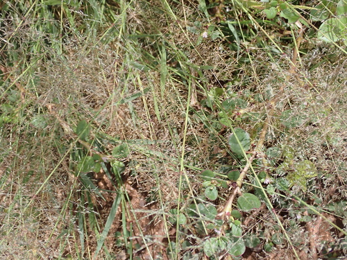 Sporobolus coromandelianus observed 2024-08-04