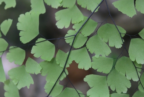 Image of Adiantum tenerum by (c) Ricard Busquets Reverte, some rights reserved (CC BY)