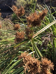 Cyperus dives