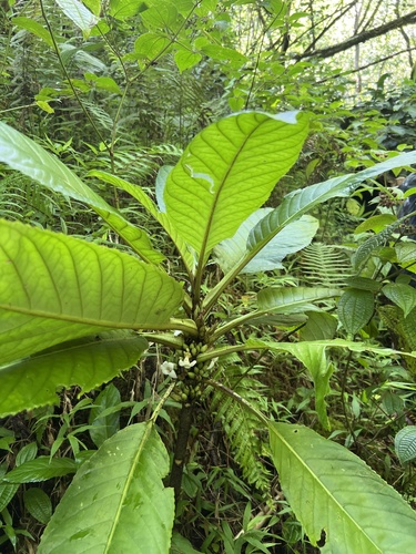 Cyrtandra confertiflora observed 2024-07-18