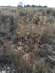 Monocymbium ceresiiforme