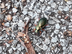 Carabus auratus
