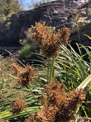 Cyperus dives