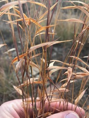 Monocymbium ceresiiforme