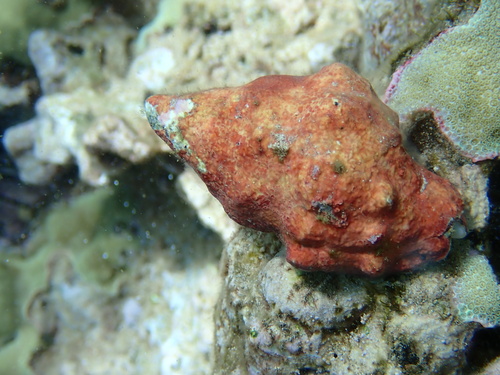 Mancinella armigera observed 2024-08-04