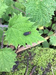 Pyrocoelia formosana