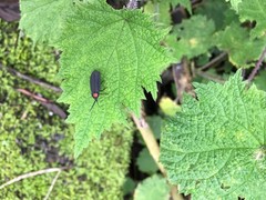 Pyrocoelia formosana