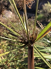 Cyperus dives