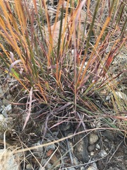 Monocymbium ceresiiforme