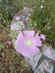 Malva punctata