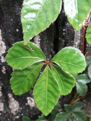 Tetrastigma obtectum