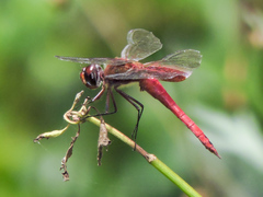 Tramea abdominalis